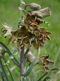 Rare plant treasure hunters at Osa Meadows