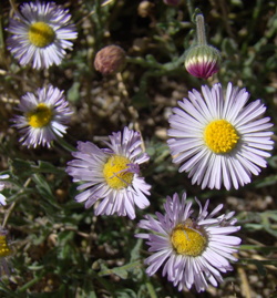 Erigeron multiceps - photo by Kathy LaShure
