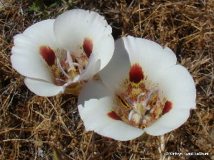 Calochortus Venustus