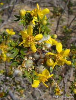 Creosote Bush Flowers and Fruit