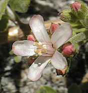Cliffbush flower