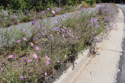 Invasive non-native Dieteria on Meridian Blvd in Mammoth Lakes