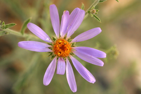 Native Dieteria, photo by Steve Matson