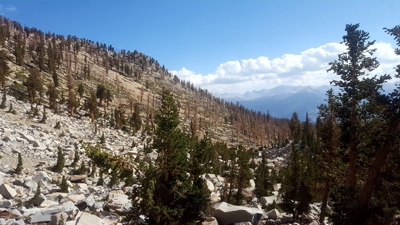 Foxtail Pine forest