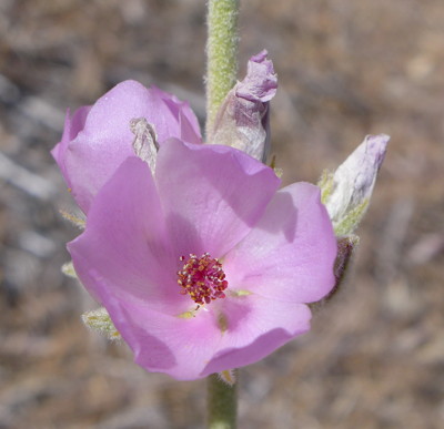 Malcothamnus obiculatus