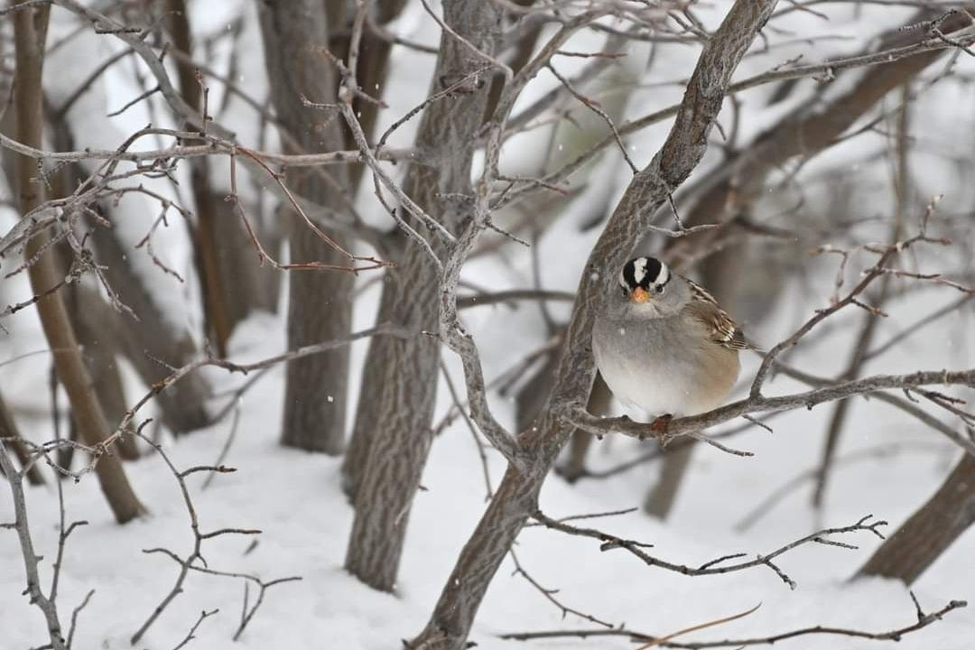 White-crowned Sparrow, photo by Robin Eliason