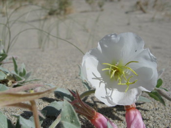 Eureka Valley Evening Primrose