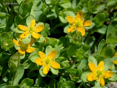 Tinker's Penny - Hypericum anagalloides