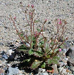Salix eastwoodiae
