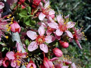 Desert Peach, Prunus andersonii