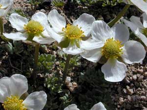 Anderson's Buttercup, Ranunculus andersonii