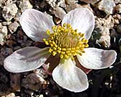 Anderson's Buttercup