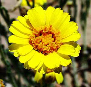 Baileya pleniradiata