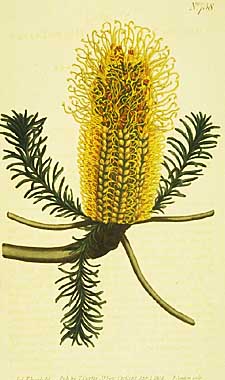Banksia