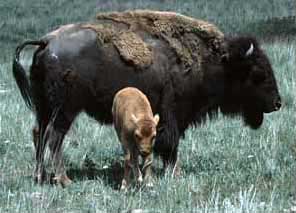 Bison and Calf