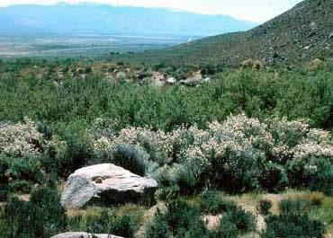 Ceanothus greggii