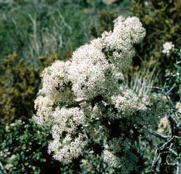 Ceanothus greggii