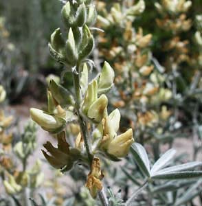 Lupinus padre-crowleyi