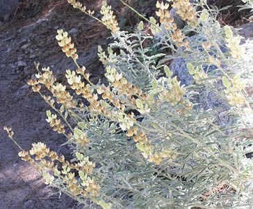 Lupinus padre-crowleyi