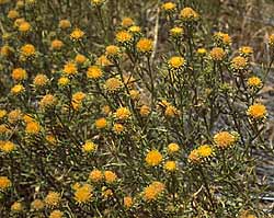 Eastwoodia elegans