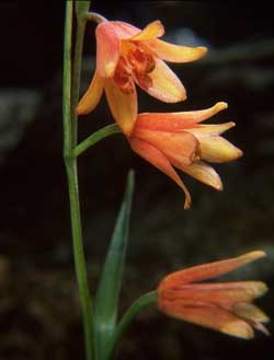 Fritillaria eastwoodiae