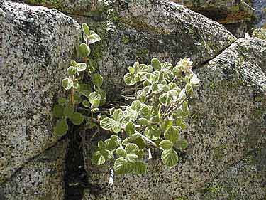 Cliffbush, Jamesia americana Torr. & A. Gray var. rosea