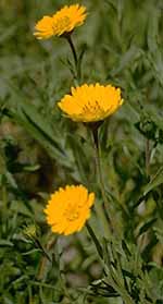 Layia gaillardioides