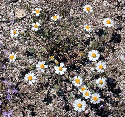White tidy-tips, Layia glandulosa