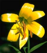 Lilium parryi