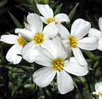 Linanthus Nuttallii