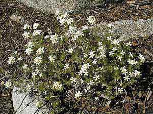Nuttall's linanthus