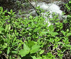 Twinberry Honeysuckle