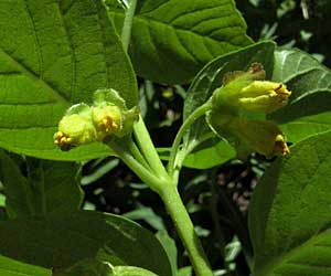 Twinberry Honeysuckle