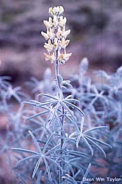 Lupinus padre-crowleyi
