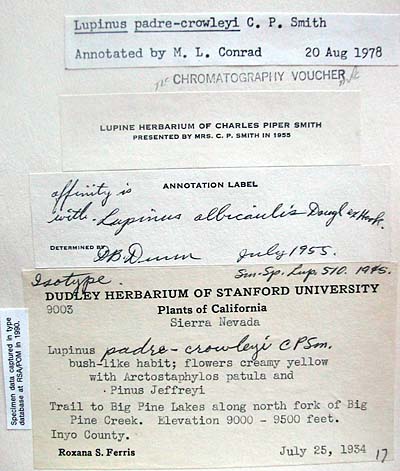 Lupinus padre-crowleyi Herbarium Card