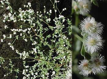 Galium matthewsii