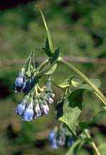 Mertensia ciliata