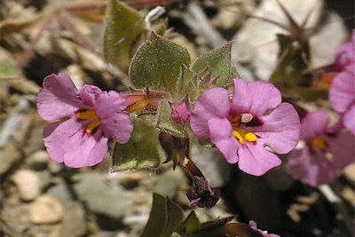 Bigelow's Monkeyflower