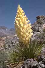 Nolina parryi
