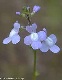 Nuttallanthus canadensis