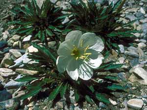 Oenothera caespitosa