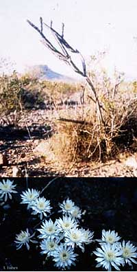 Peniocereus greggii