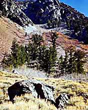 Pinus flexilis
