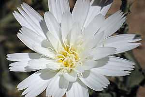 Rafinesquia neomexicana