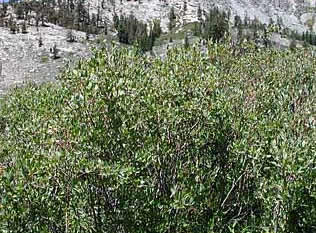 Salix eastwoodiae