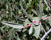 Salix eastwoodiae