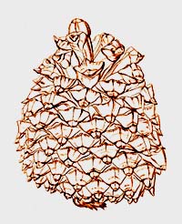 Torrey Pine cone