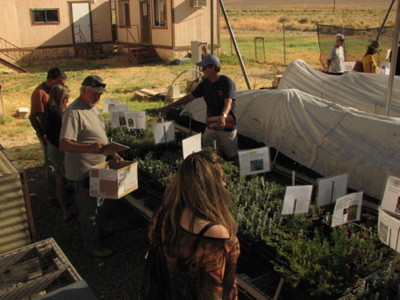 Native Plants at the Bishop Community Garden