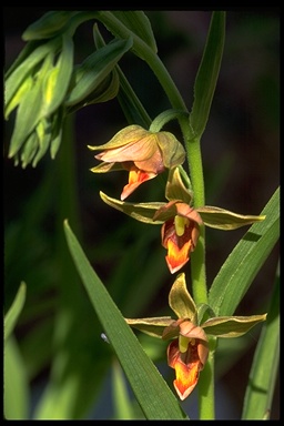Epipactis gigantea, Gerald and Buff Corsi © California Academy of Sciences